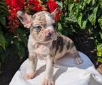 Puppy Namor Faux Frenchbo Bulldog