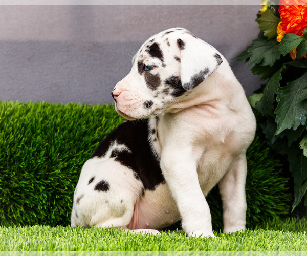 Medium Photo #89 Great Dane Puppy For Sale in WAKARUSA, IN, USA