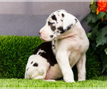 Small Photo #89 Great Dane Puppy For Sale in WAKARUSA, IN, USA