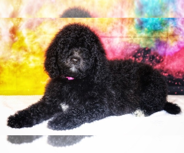 Medium Photo #6 Labradoodle Puppy For Sale in BURNS, TN, USA