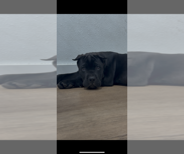 Medium Photo #6 Cane Corso Puppy For Sale in PORTLAND, OR, USA