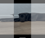 Small #5 Cane Corso