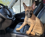 Small #3 Belgian Malinois
