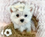 Small #11 Maltese
