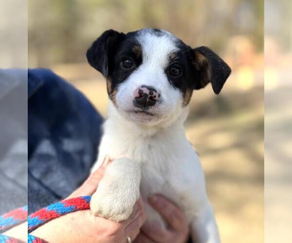 Medium Photo #1 Jack Russell Terrier-Unknown Mix Puppy For Sale in Yardley, PA, USA