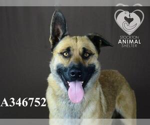 German Shepherd Dog Dogs for adoption in Stockton, CA, USA