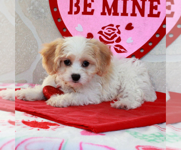 Medium Photo #2 Cavachon Puppy For Sale in GORDONVILLE, PA, USA