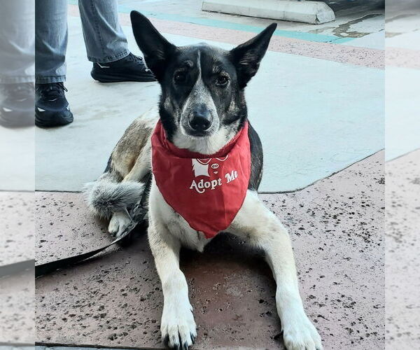 Medium Photo #36 Mutt Puppy For Sale in Lake Forest, CA, USA