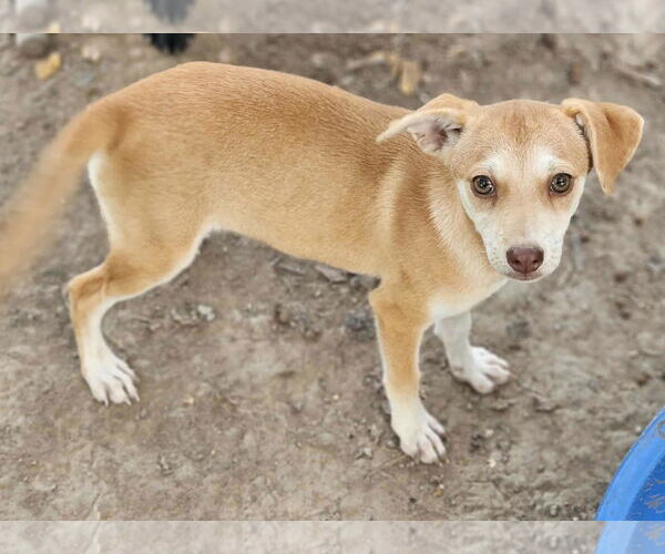 Medium Photo #2 Chiweenie Puppy For Sale in Wakefield, RI, USA