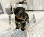 Small Photo #5 Yorkshire Terrier Puppy For Sale in WEST HARTFORD, CT, USA