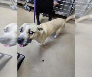 Siberian Husky-Unknown Mix Dogs for adoption in Norco, CA, USA