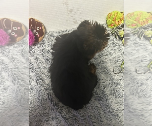Medium Photo #4 Yorkshire Terrier Puppy For Sale in MARTIN, GA, USA