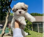 Small Photo #2 Mal-Shi Puppy For Sale in VALRICO, FL, USA