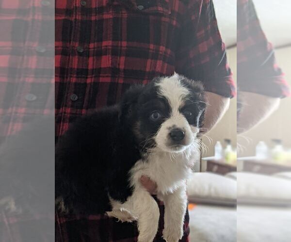 Medium Photo #4 Australian Shepherd-Poodle (Toy) Mix Puppy For Sale in SPENCER, TN, USA