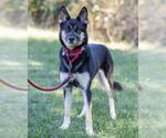 Small #2 German Shepherd Dog-Siberian Husky Mix