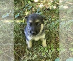 Puppy Luna German Shepherd Dog