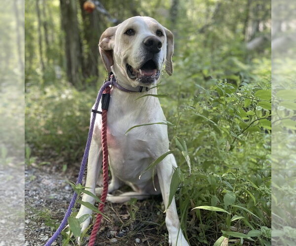 Medium Photo #10 Labrador Retriever-Unknown Mix Puppy For Sale in Boston, MA, USA