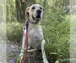 Small #9 Labrador Retriever Mix