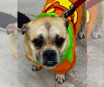 Pugslie *Adopt or Foster* - Male Pug Dog for Adoption - Small photo