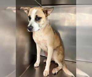 Mutt Dogs for adoption in Oklahoma City, OK, USA