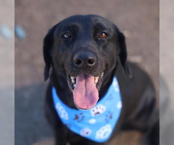 Medium Photo #1 Labrador Retriever Puppy For Sale in San Antonio, TX, USA