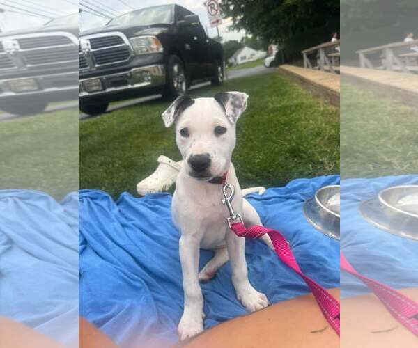 Medium Photo #1 American Staffordshire Terrier-Unknown Mix Puppy For Sale in New Oxford , PA, USA