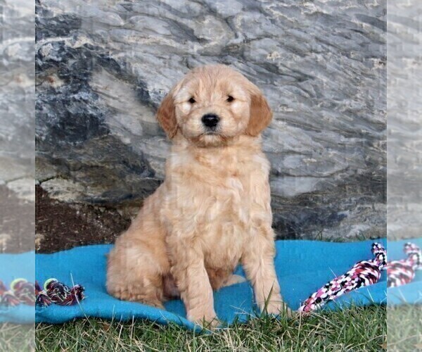 Medium Photo #1 Goldendoodle (Miniature) Puppy For Sale in STRASBURG, PA, USA