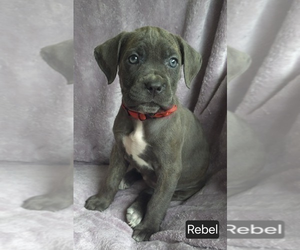 Medium Photo #7 Cane Corso Puppy For Sale in MINERAL WELLS, WV, USA