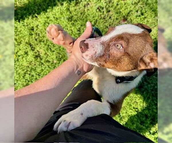 Medium Photo #4 Mutt Puppy For Sale in Sparta, TN, USA