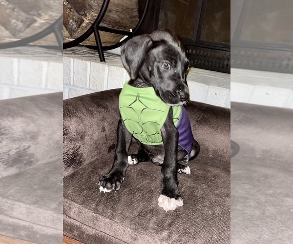 Medium Photo #7 Great Dane Puppy For Sale in WINSTON-SALEM, NC, USA