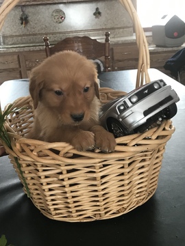 Medium Photo #14 Golden Retriever Puppy For Sale in ALTONA, IN, USA