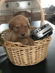 Small Photo #14 Golden Retriever Puppy For Sale in ALTONA, IN, USA