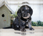 Small #1 Miniature Labradoodle