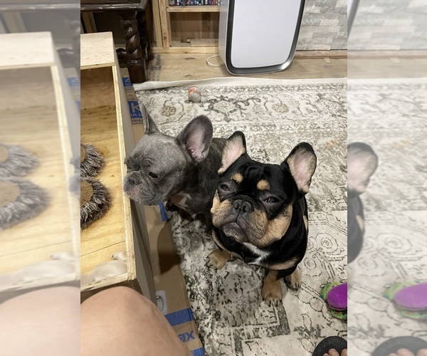 Medium Photo #1 French Bulldog Puppy For Sale in CLEARWATER, FL, USA