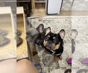 Father of the French Bulldog puppies born on 11/24/2025