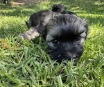 Small Photo #28 Havanese Puppy For Sale in BRISBANE, CA, USA