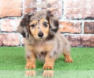 Dachshund Puppy for sale in BEL AIR, MD, USA