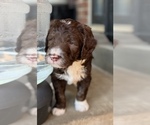 Small Photo #8 Bernedoodle Puppy For Sale in BLUE SPRINGS, MO, USA