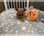 Small Mutt