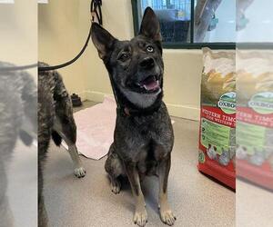 German Shepherd Dog-Unknown Mix Dogs for adoption in Pasadena, CA, USA