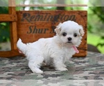 Small #3 Shih Tzu