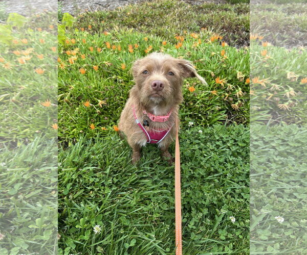Medium Photo #5 Mutt Puppy For Sale in Santa Clara, CA, USA