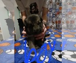 Small Photo #4 German Shepherd Dog Puppy For Sale in PAGELAND, SC, USA