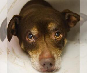 Chihuahua-Unknown Mix Dogs for adoption in San Antonio, TX, USA