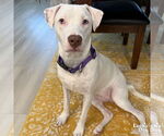 Small Lab-Pointer