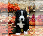 Small Photo #1 Bordernese Puppy For Sale in LATROBE, PA, USA