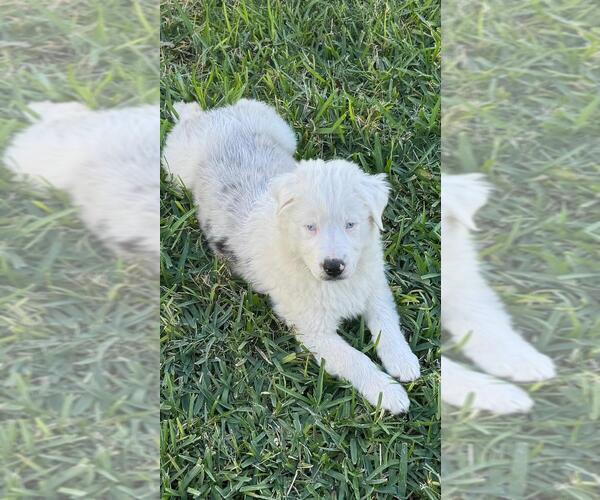 Medium Photo #9 Australian Shepherd Puppy For Sale in CLERMONT, FL, USA