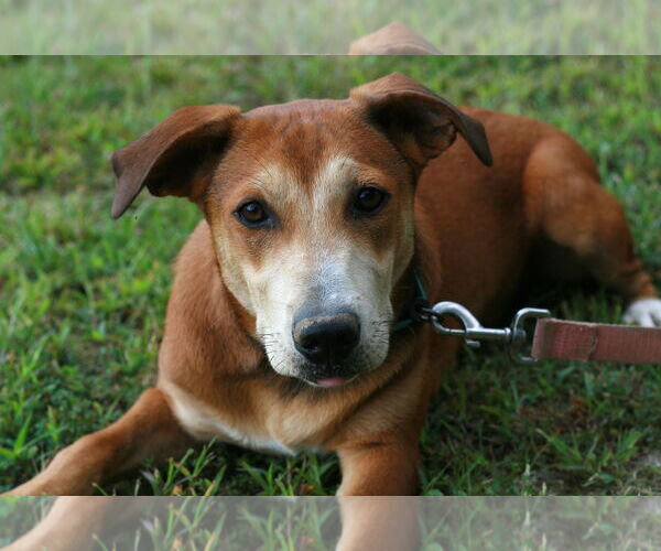 Medium Photo #6 Labrador Retriever-Unknown Mix Puppy For Sale in Attalka, AL, USA