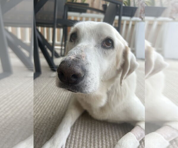 Medium Photo #3 Labrenees Puppy For Sale in Houston, TX, USA