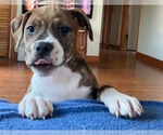Small #1 American Pit Bull Terrier-American Staffordshire Terrier Mix